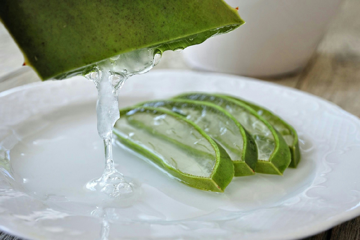 3 cause comuni fanno morire la tua Aloe Vera, ma puoi salvarla con trucchi veloci