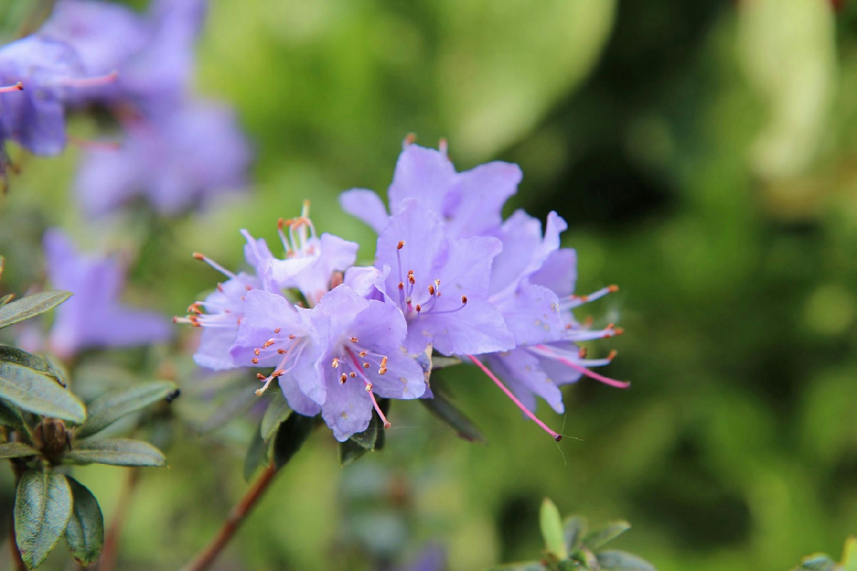 Mantenere l’azalea in vaso rigogliosa e fiorita durante i mesi più freddi dell’anno