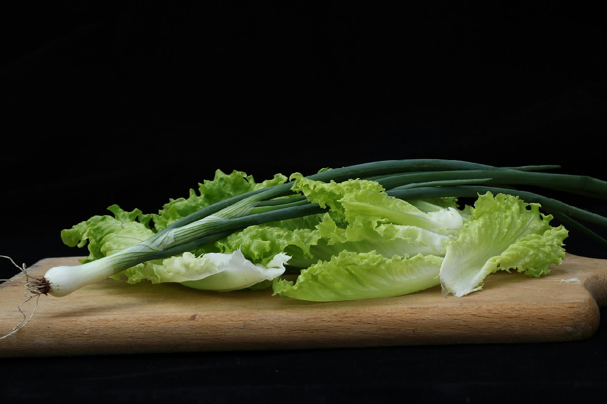 Quando ricrescere la lattuga: come usare il torsolo per ottenere foglie nuove e fresche rapidamente