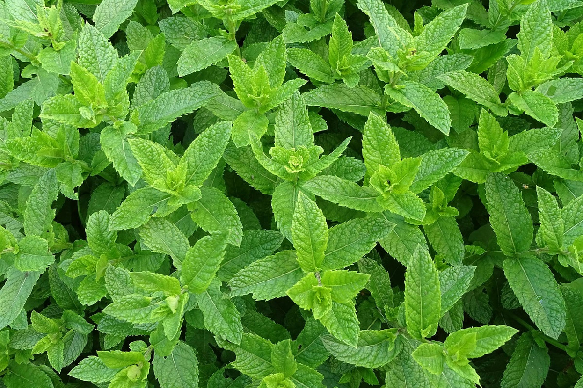 Il segreto per coltivare una menta rigogliosa, profumata e duratura in ogni stagione